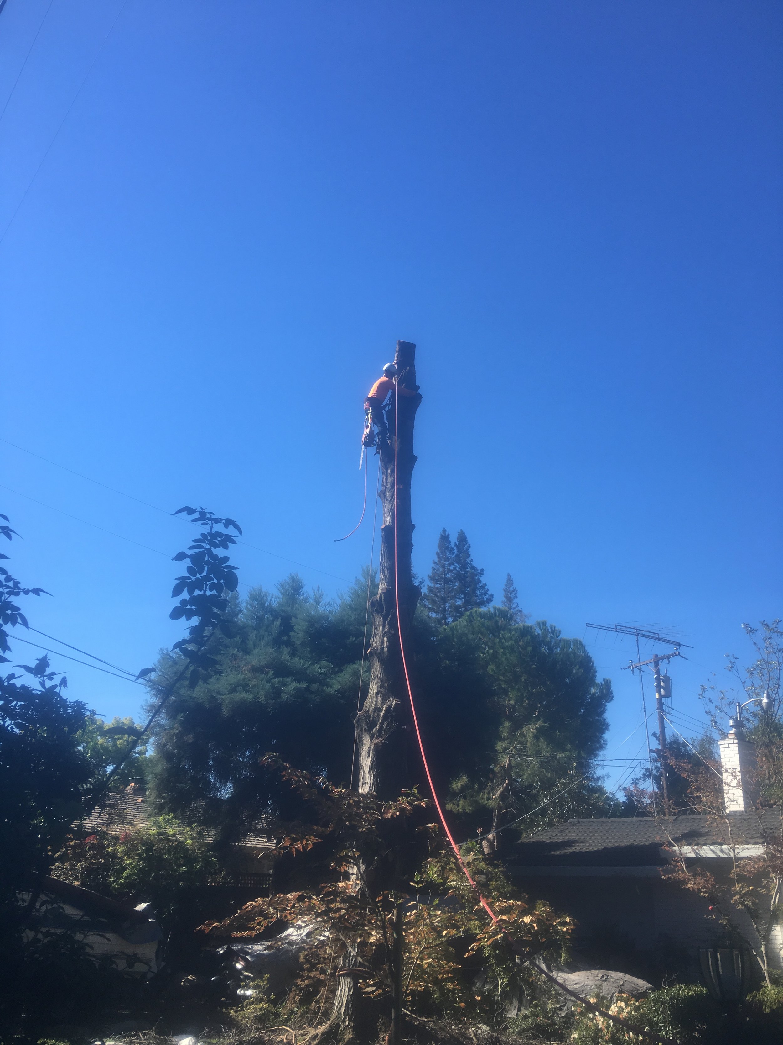 Alder Tree Removal (during)