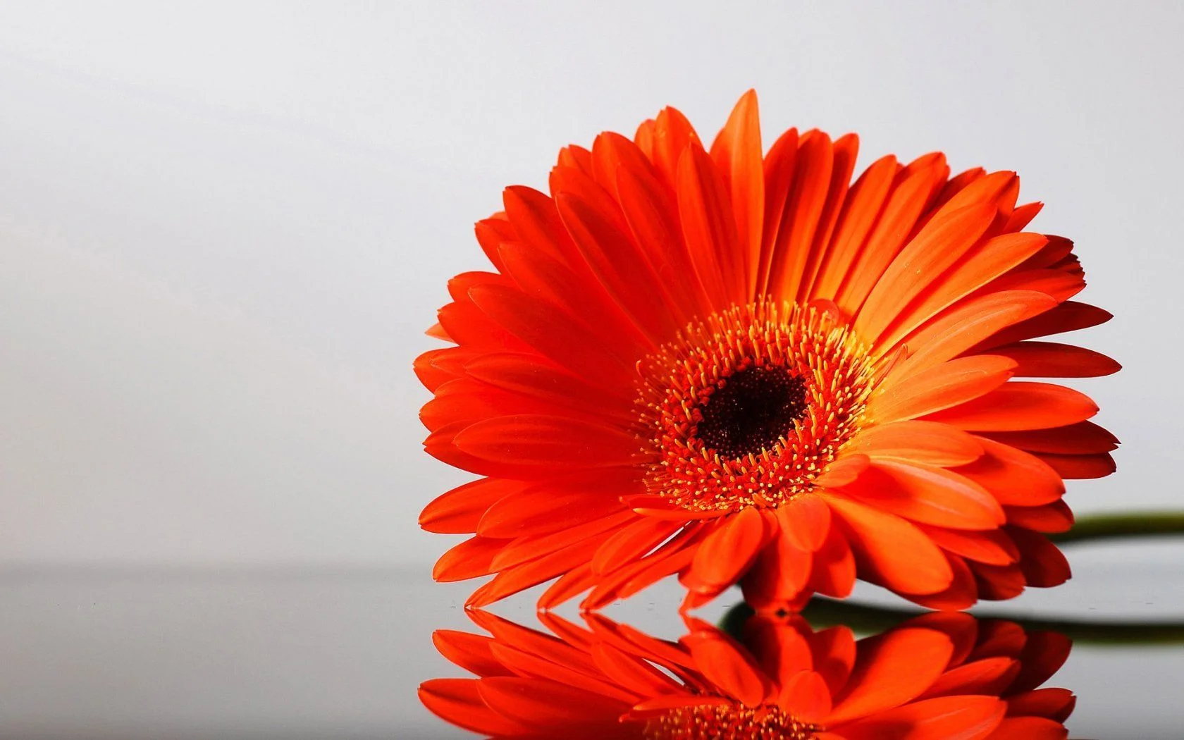 orange-flower-development.jpg
