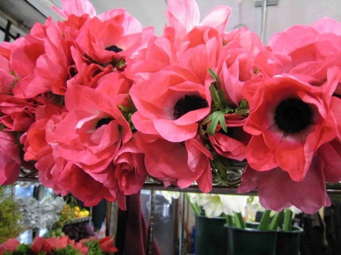 Pink Anemones via Exquisite Designs
