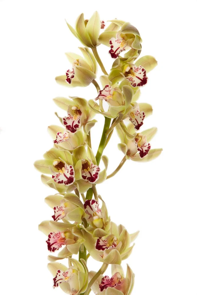 mini cymbidium_greenstem via Source