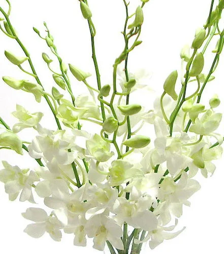 white dendrobium orchids via Source