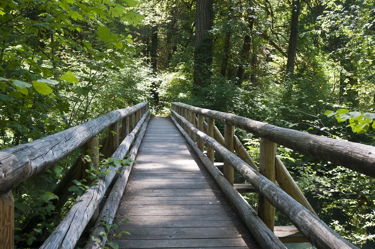 forest-park-walk-trail-21423.jpg