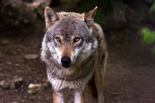wolf.jpeg