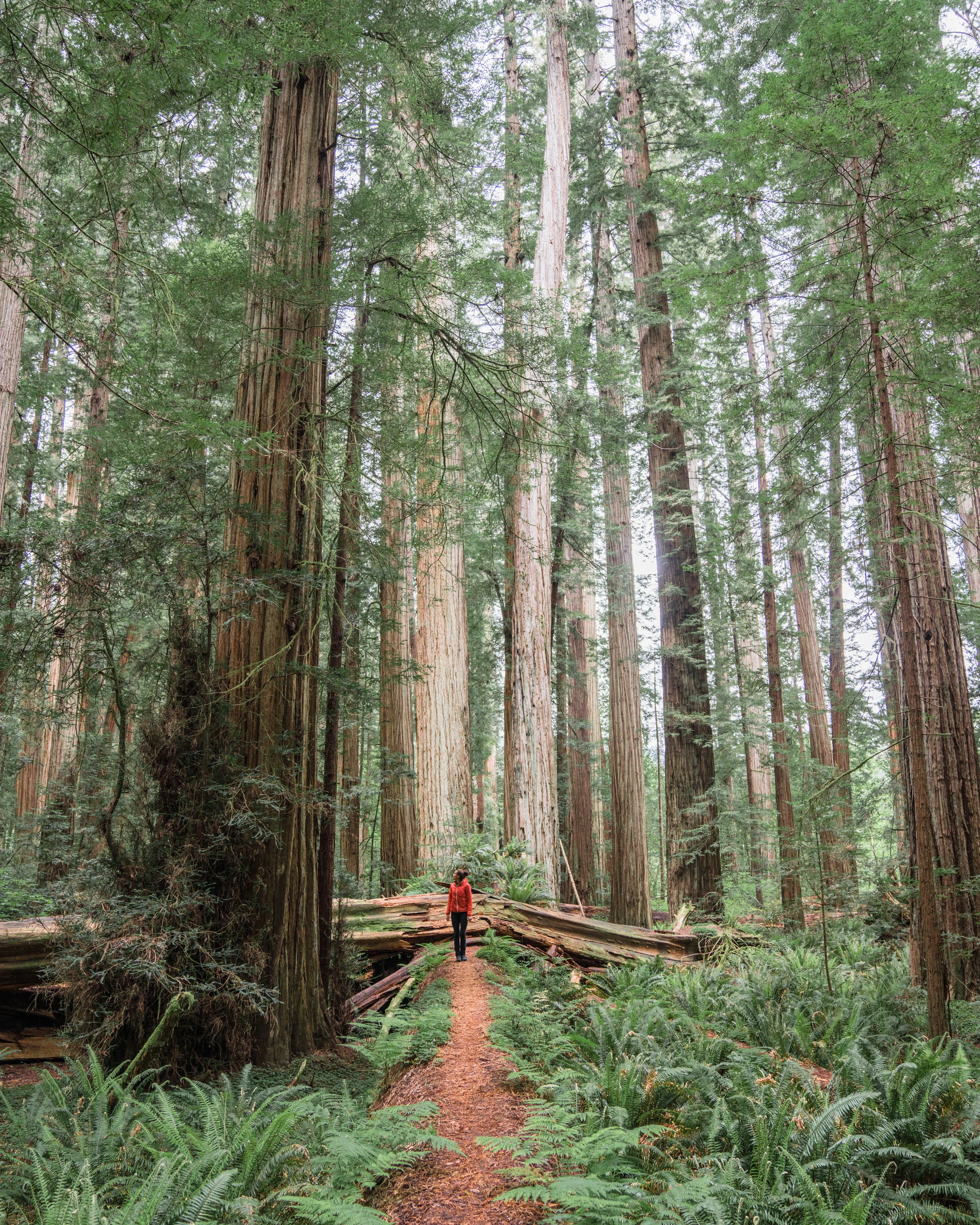 BPMAG-Redwoods-2.jpg