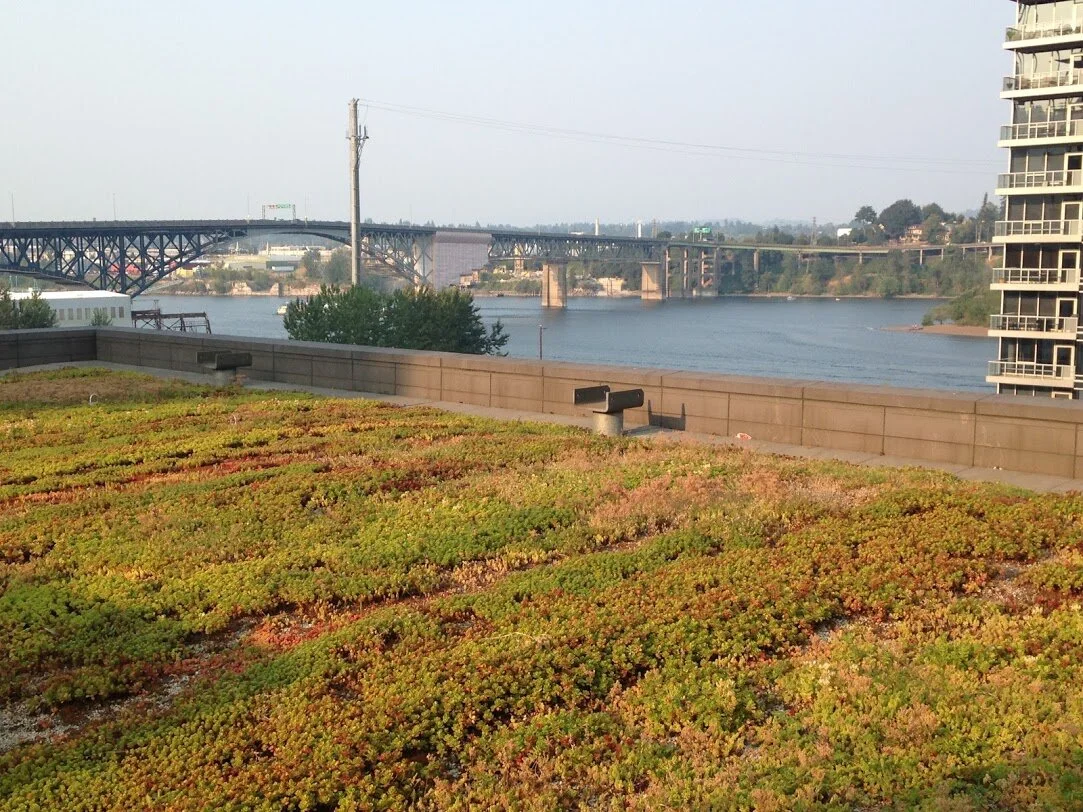 World Green Roof Day 2021!