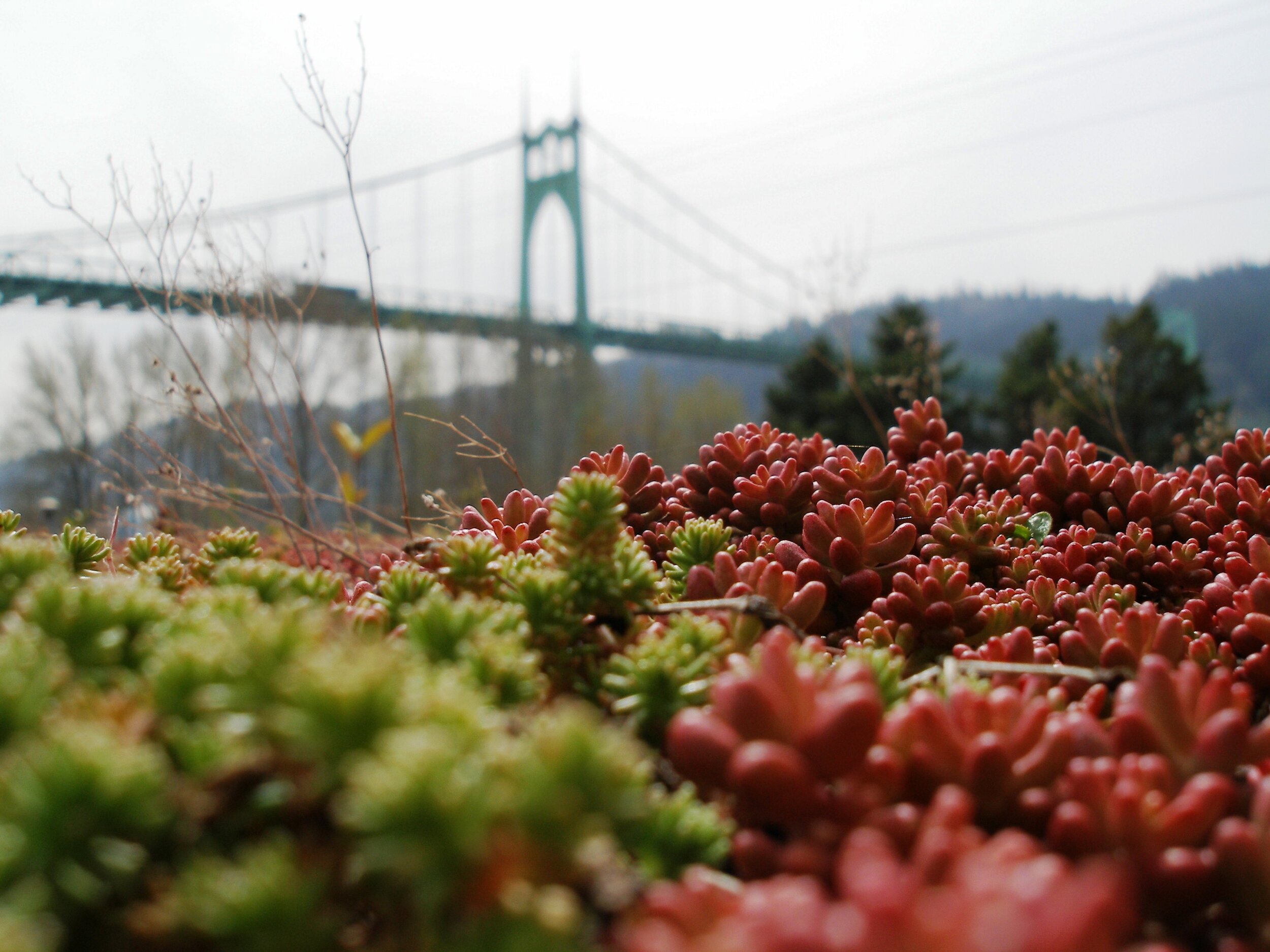  Green Roof information Think Tank   Learn What’s Possible    Highlighted Projects  