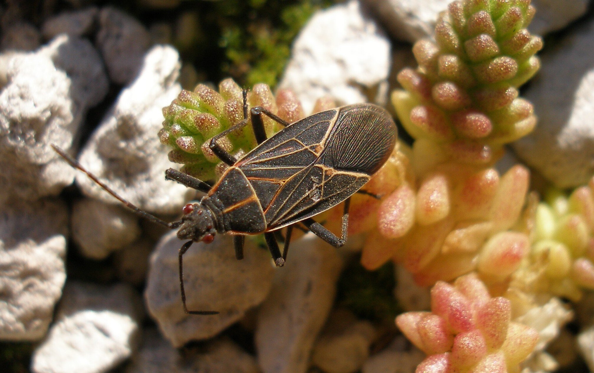 western box elder bug.JPG