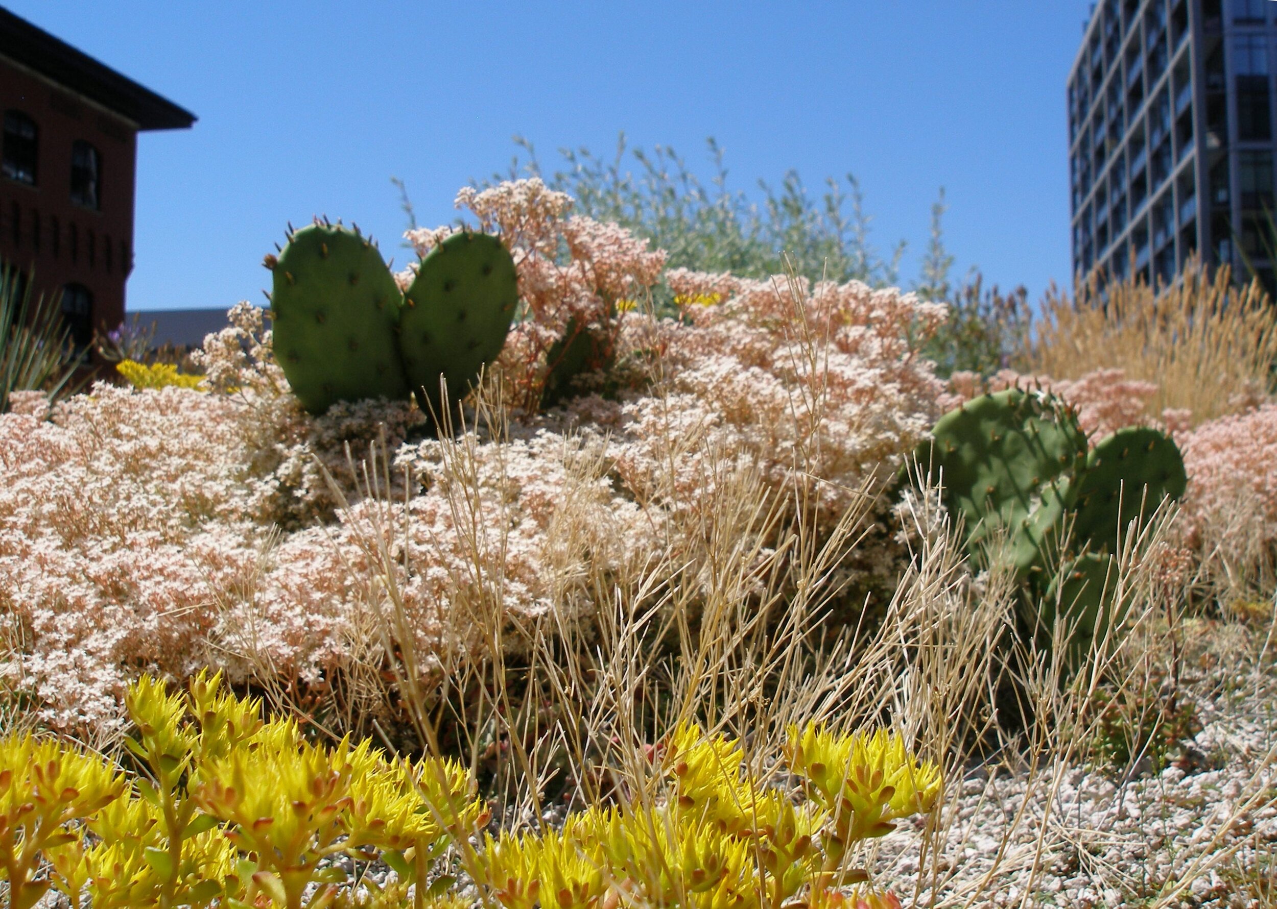 P7110043crop.JPG