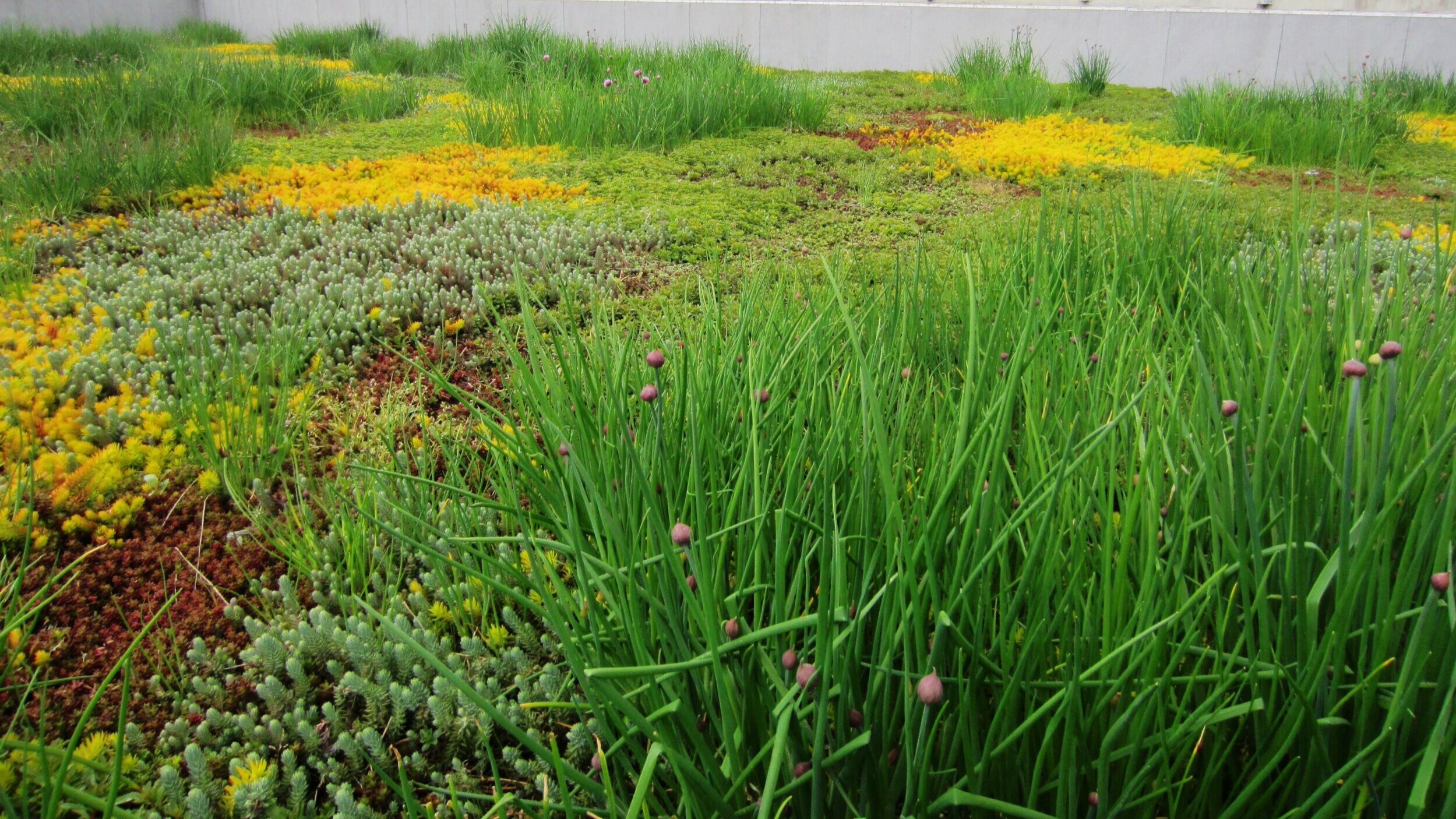  Green Roof information Think Tank   What’s Coming up    Events  