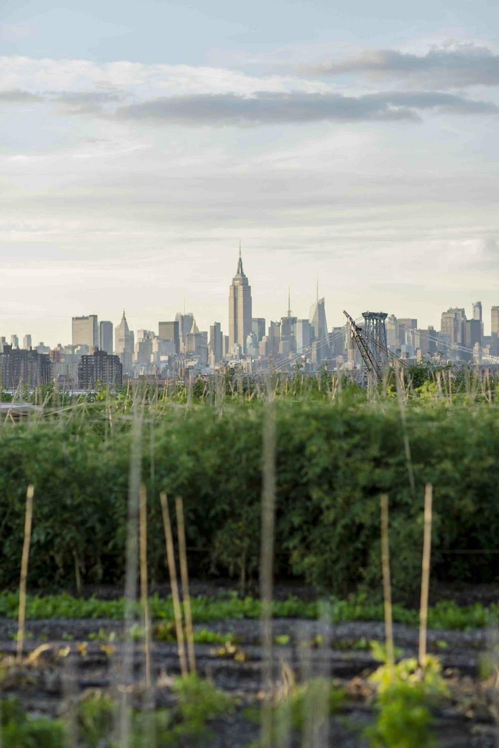 brooklyn-grange-rooftop 1.jpg