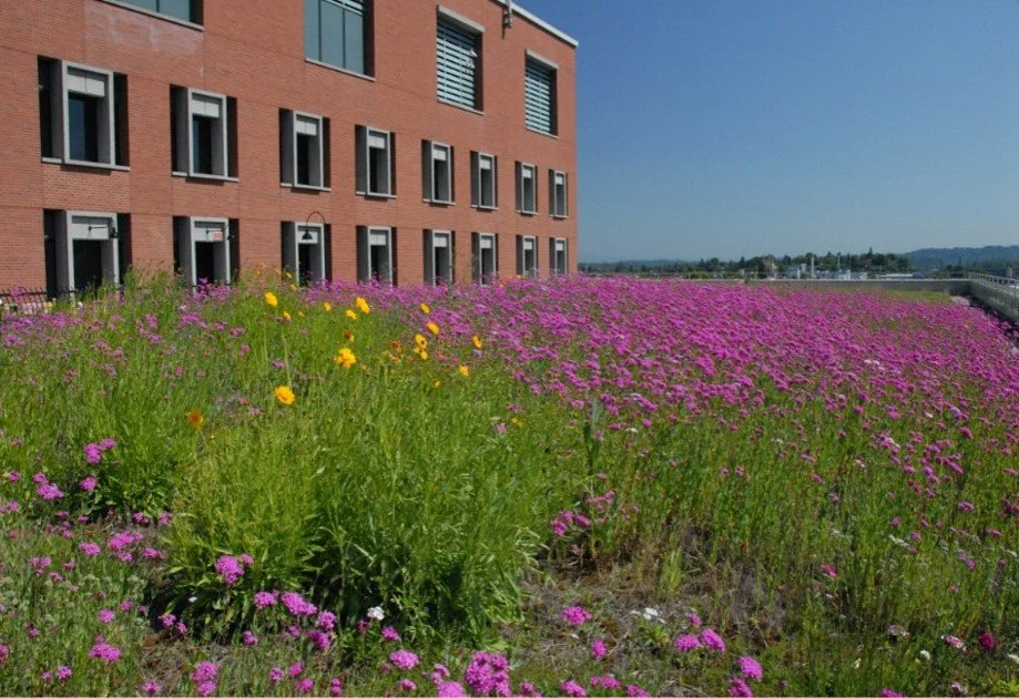 World Green Roof Day!