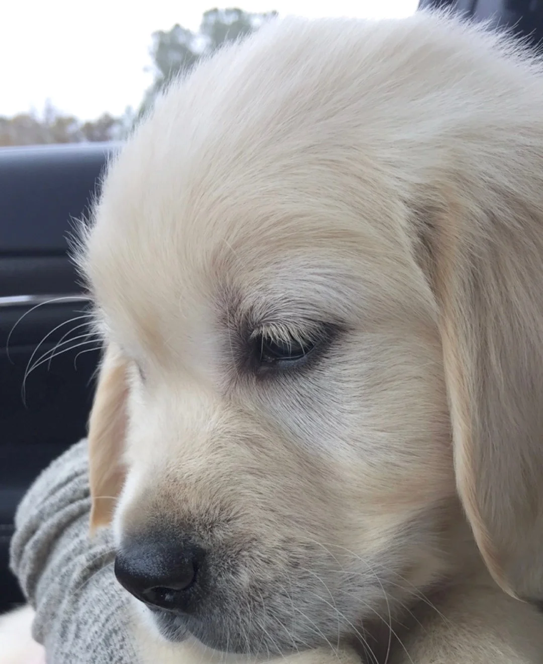 Adding to our Family