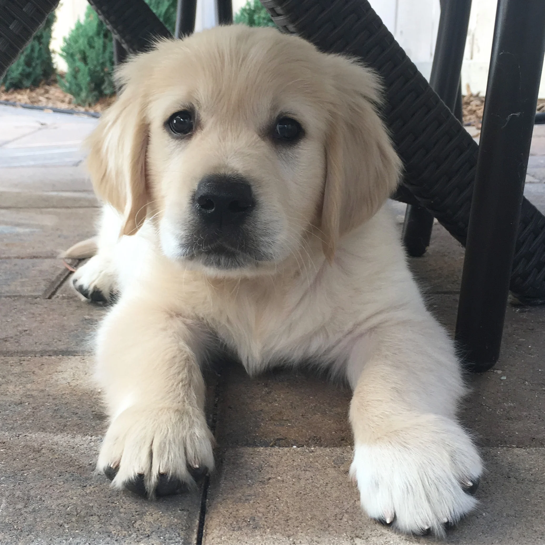 11 Things To Do Before You Get a New Puppy
