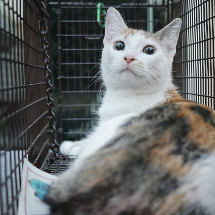  Cat Man of West Oakland   Adam Myatt   c atmanofwestoakland.com    @catmanofwestoakland  