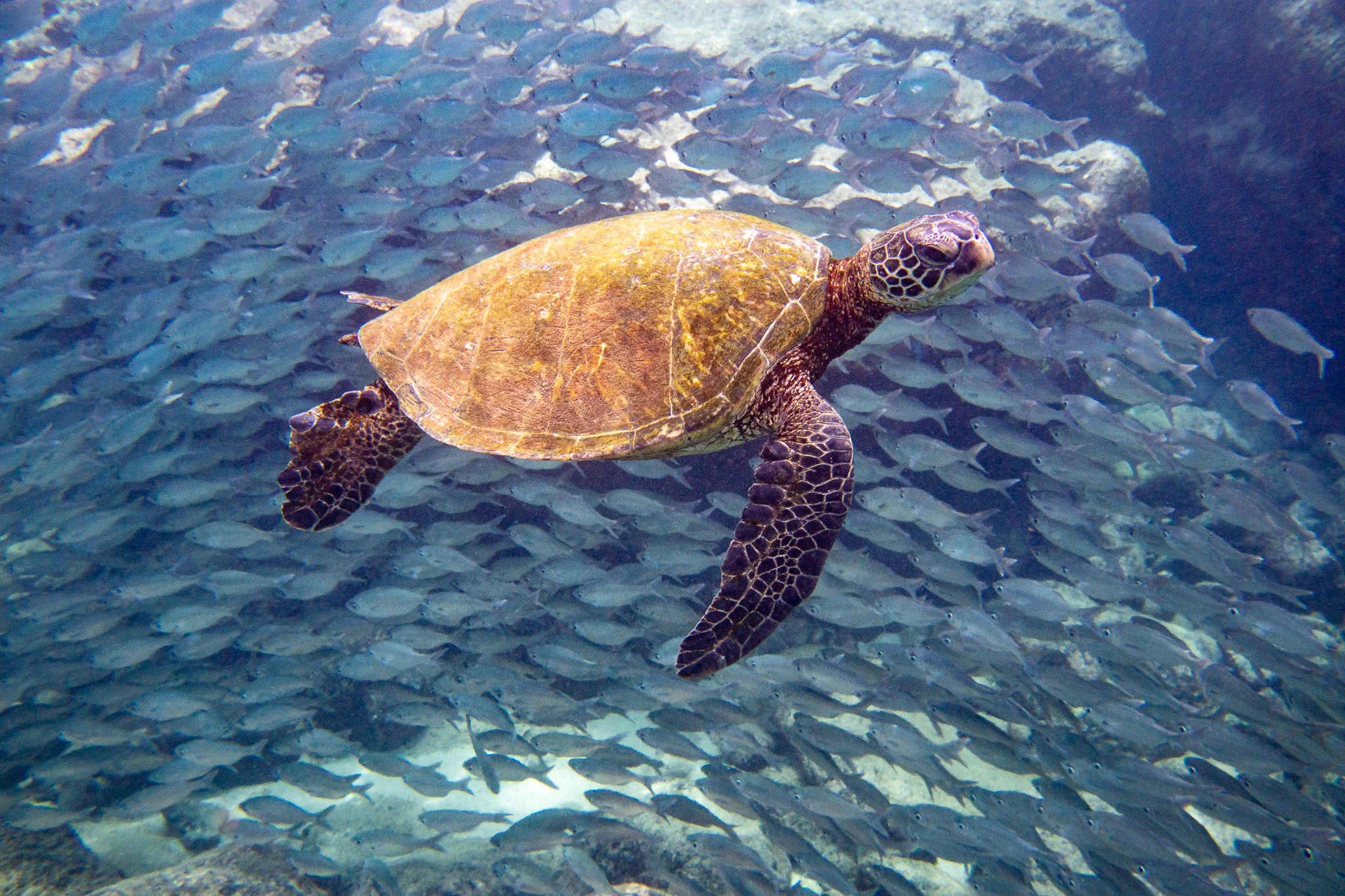 A sea turtle swimming among a school of fish in the ocean.