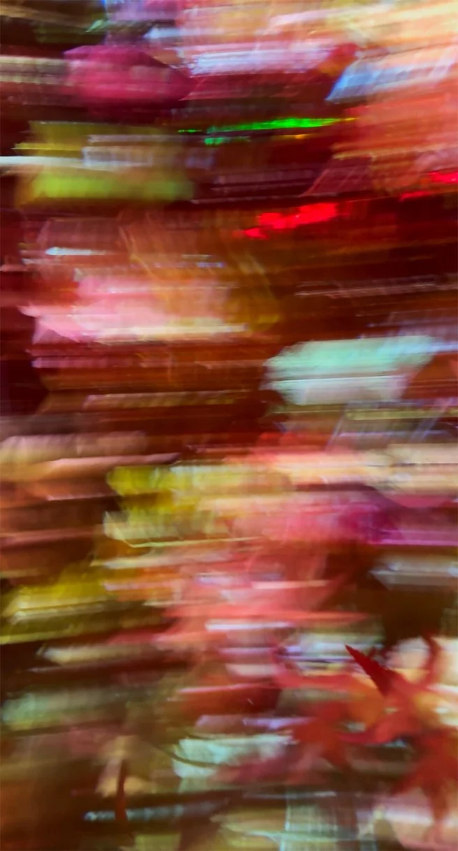 specimensoftime_gwangneung_detail.jpg