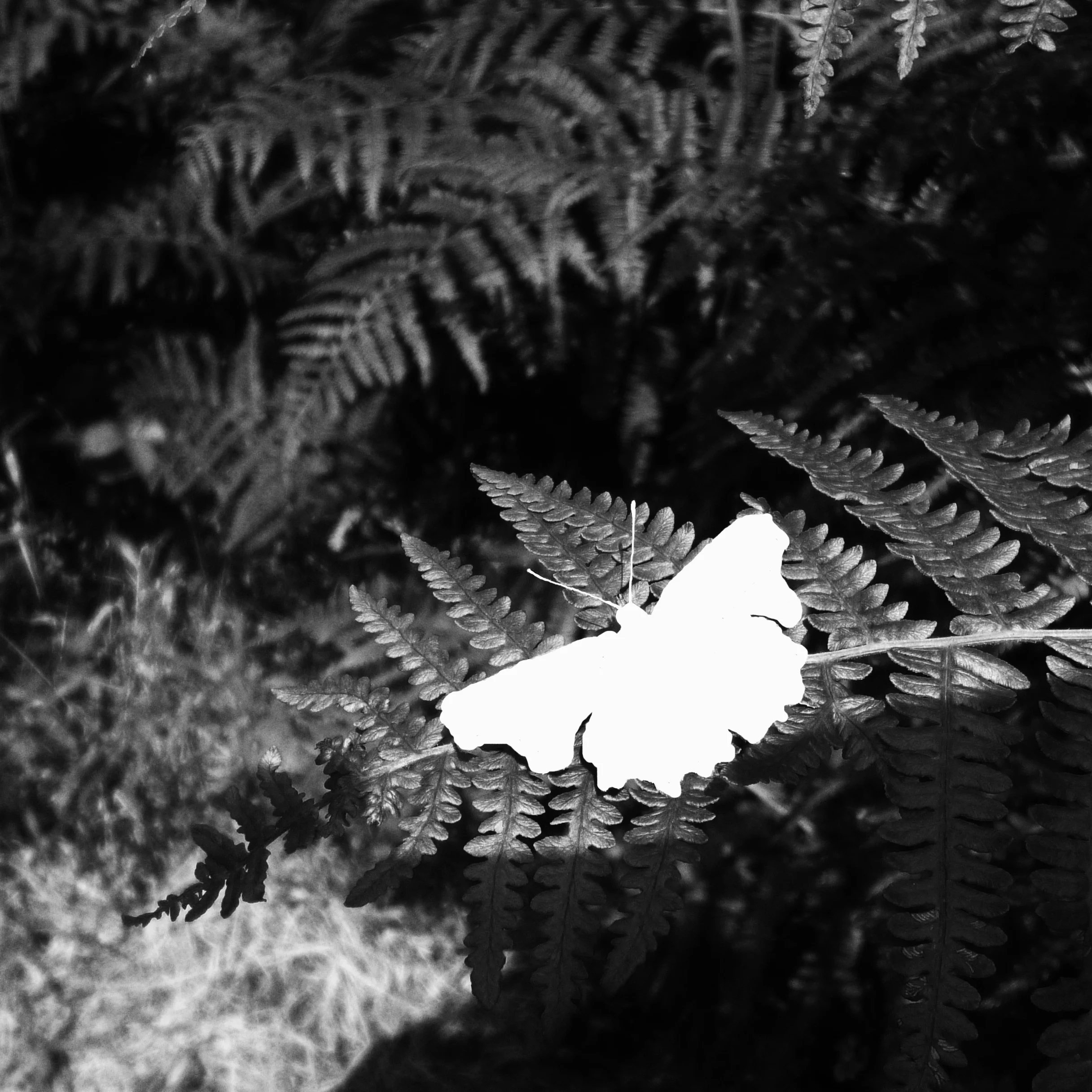 The Death of a Beautiful Subject (6) - ABS Comma on bracken_f1 (2).jpg