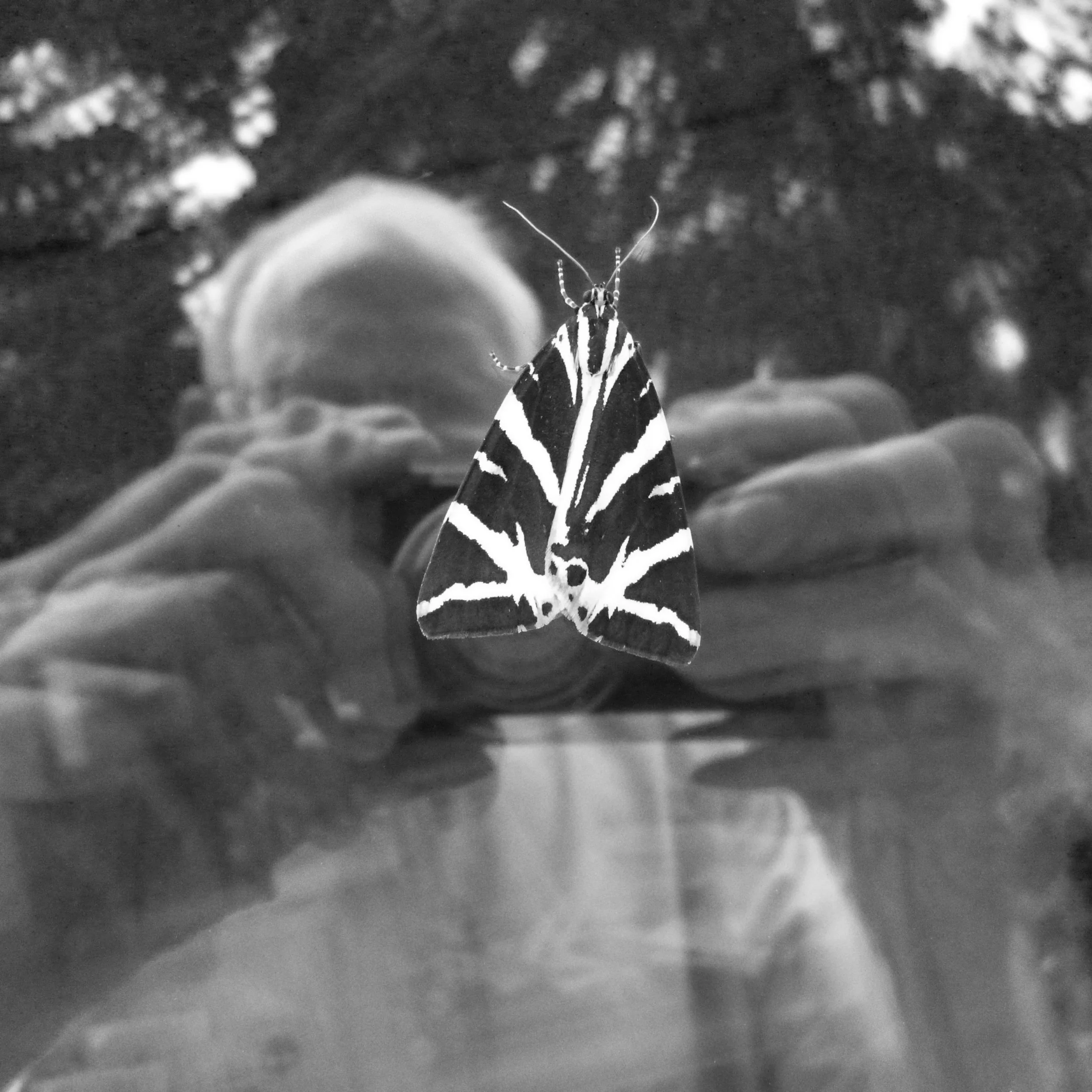 Jersey Tiger Settled on Window, 2012/ The Death of a Beautiful Subject, 2015 (24)
