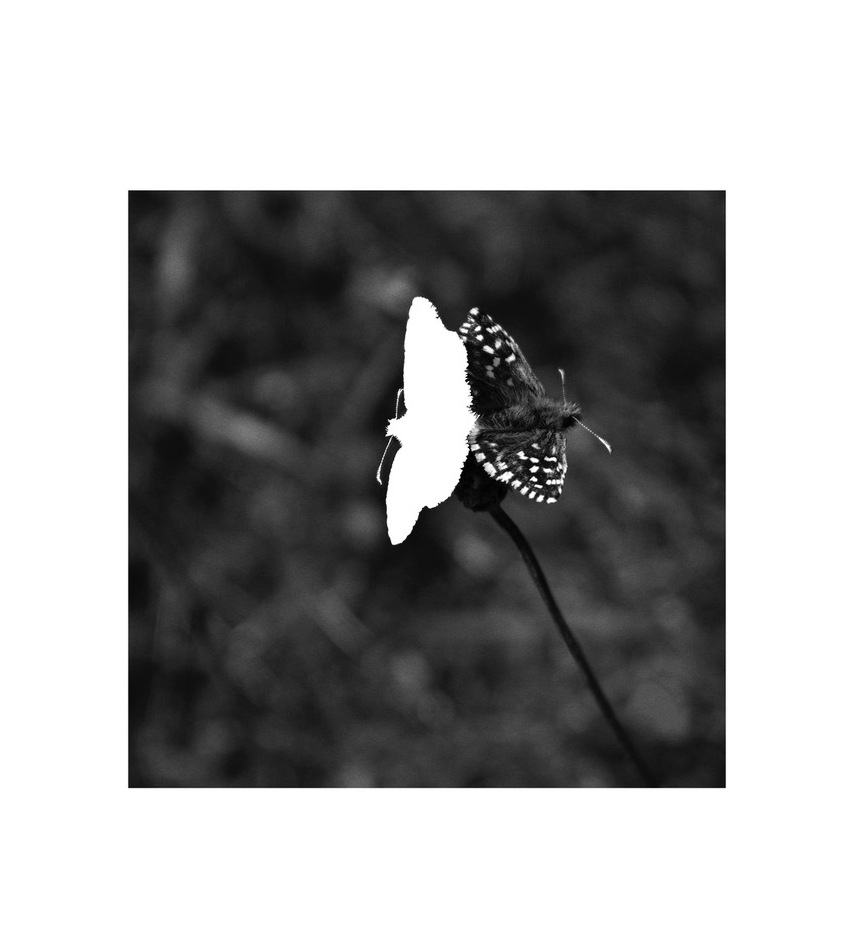 Grizzled Skippers, 2013 : The Death of a Beautiful Subject, 2018 (2) (2)