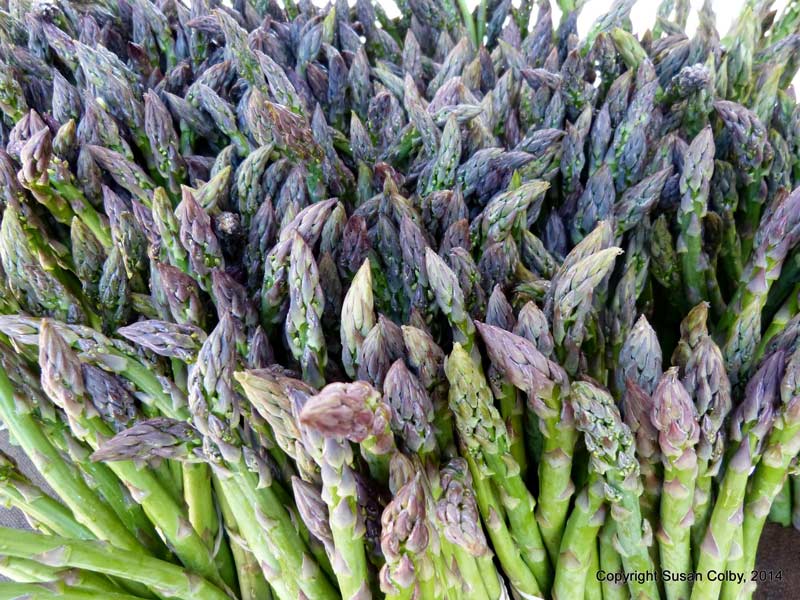 Tauranga Farmers Market