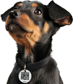 Never Lose Anything Again