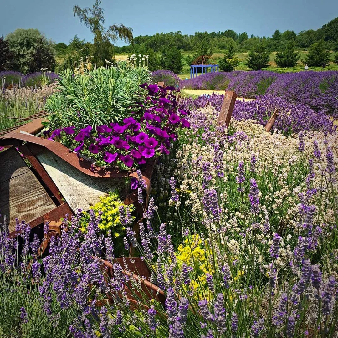 Granny Susu has been lagging