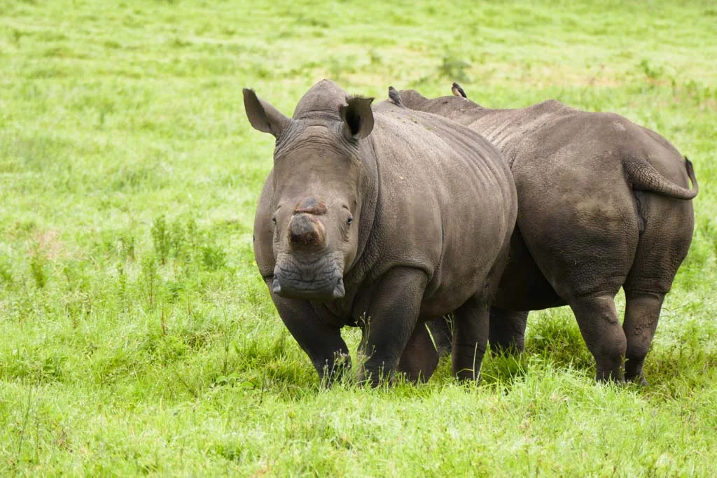 Butterflies, Booze and Bakkies