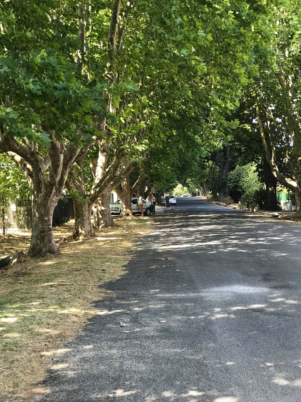 tree-lined street