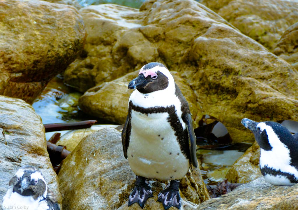penguins-4.jpg