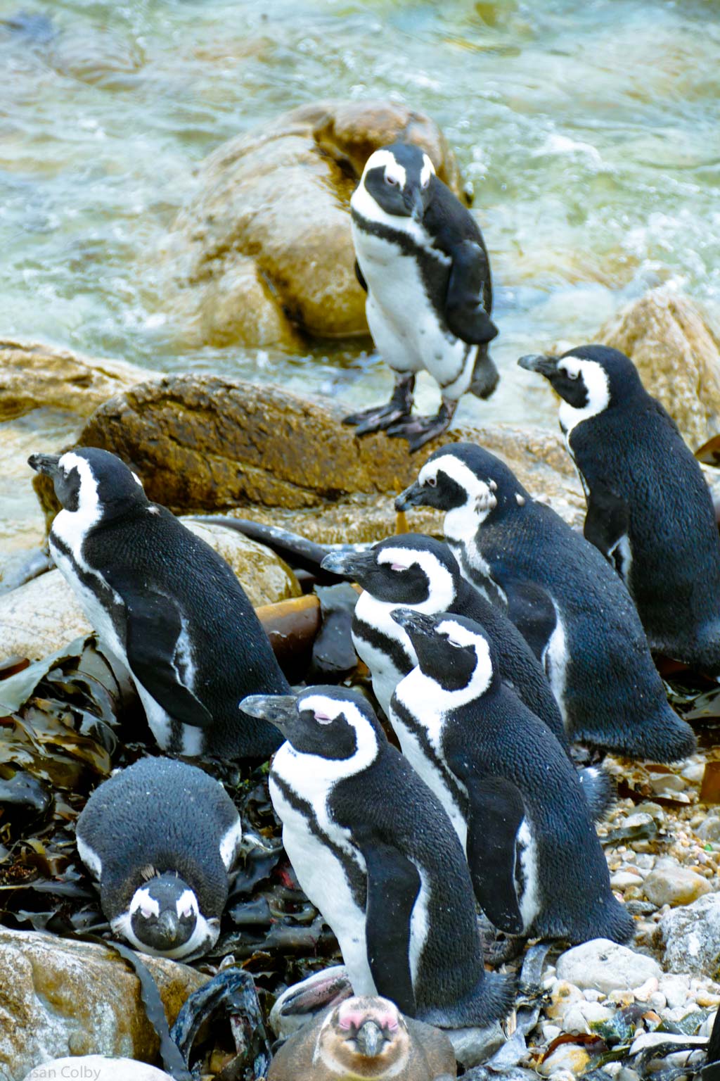 penguins-5.jpg