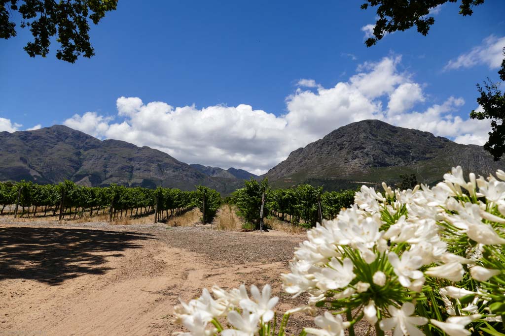 View with white agapanthus