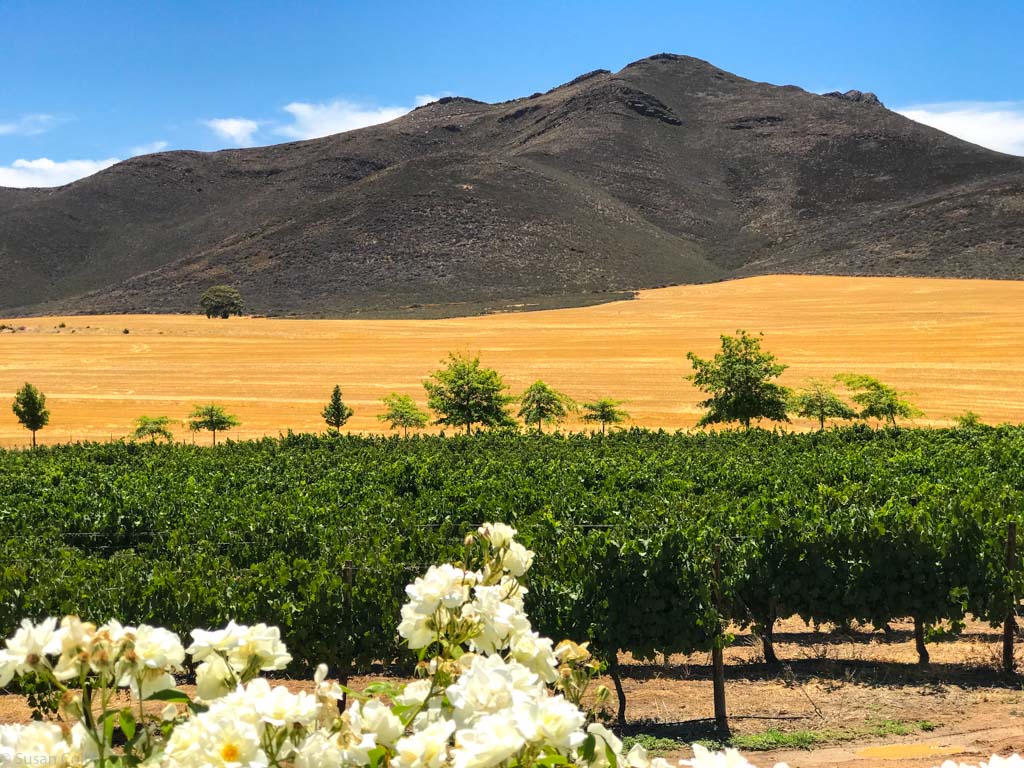 Contrast at Stettyn Cellars