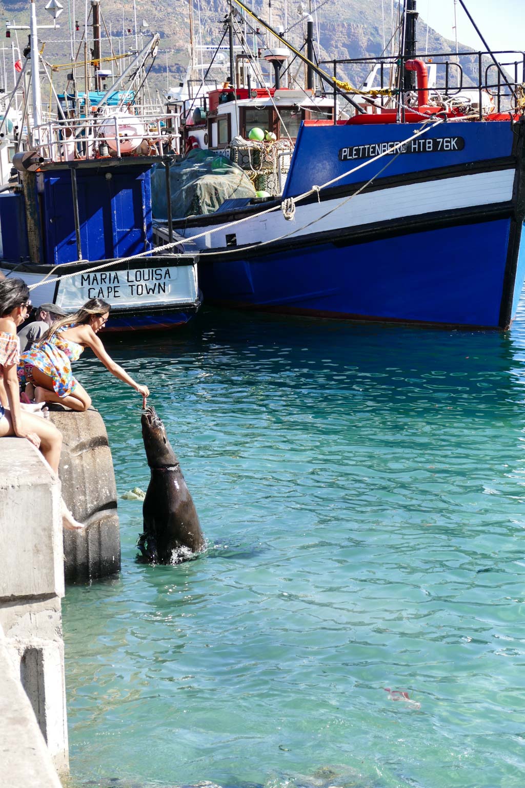Seal being fed by a tourist