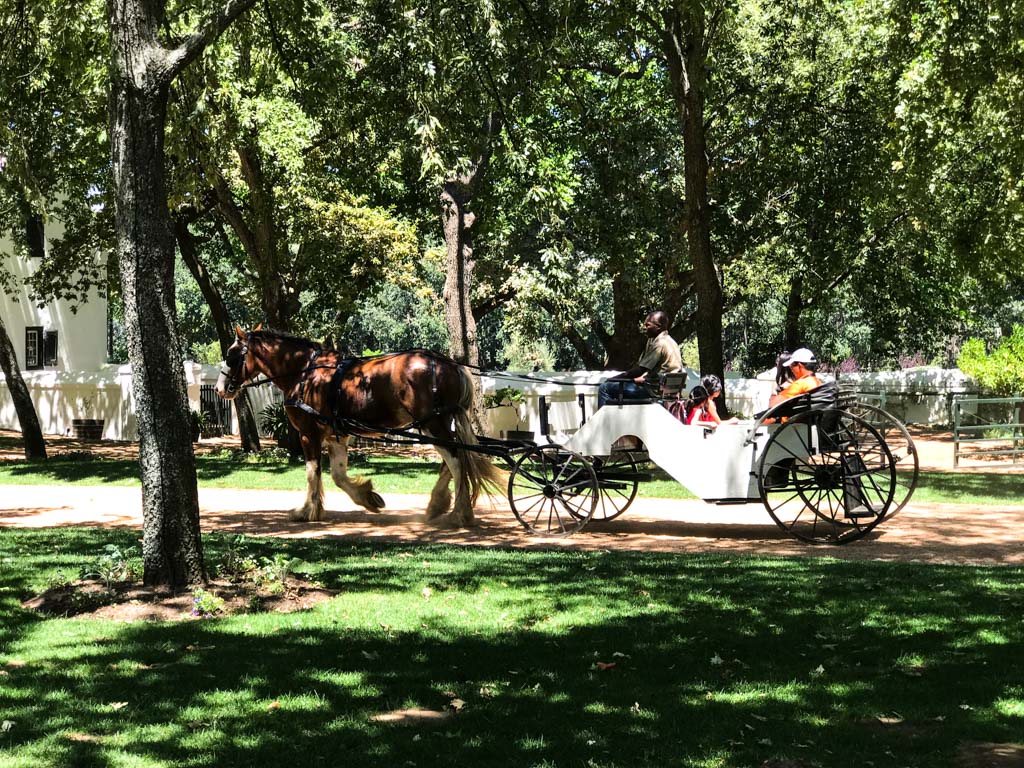 Horse-drawn carriage at Boschendal