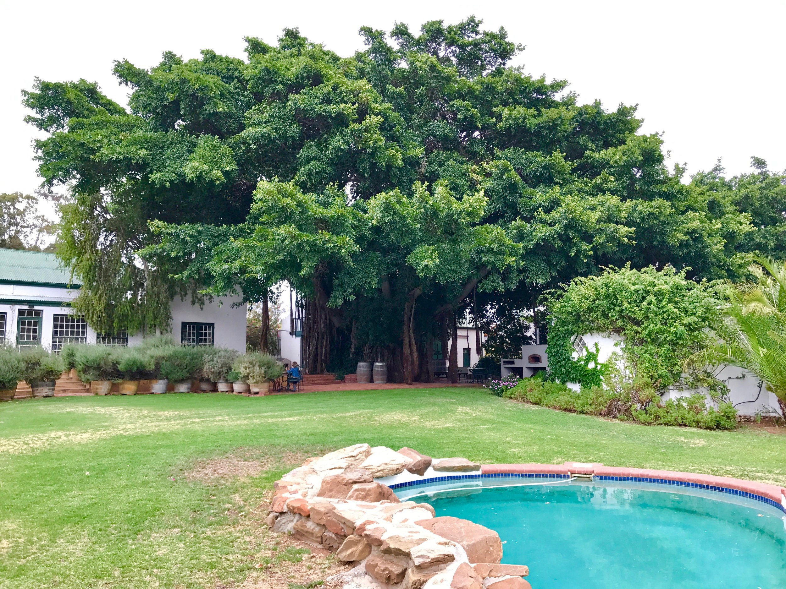 Giant fig tree at Tanagra Wine Farm