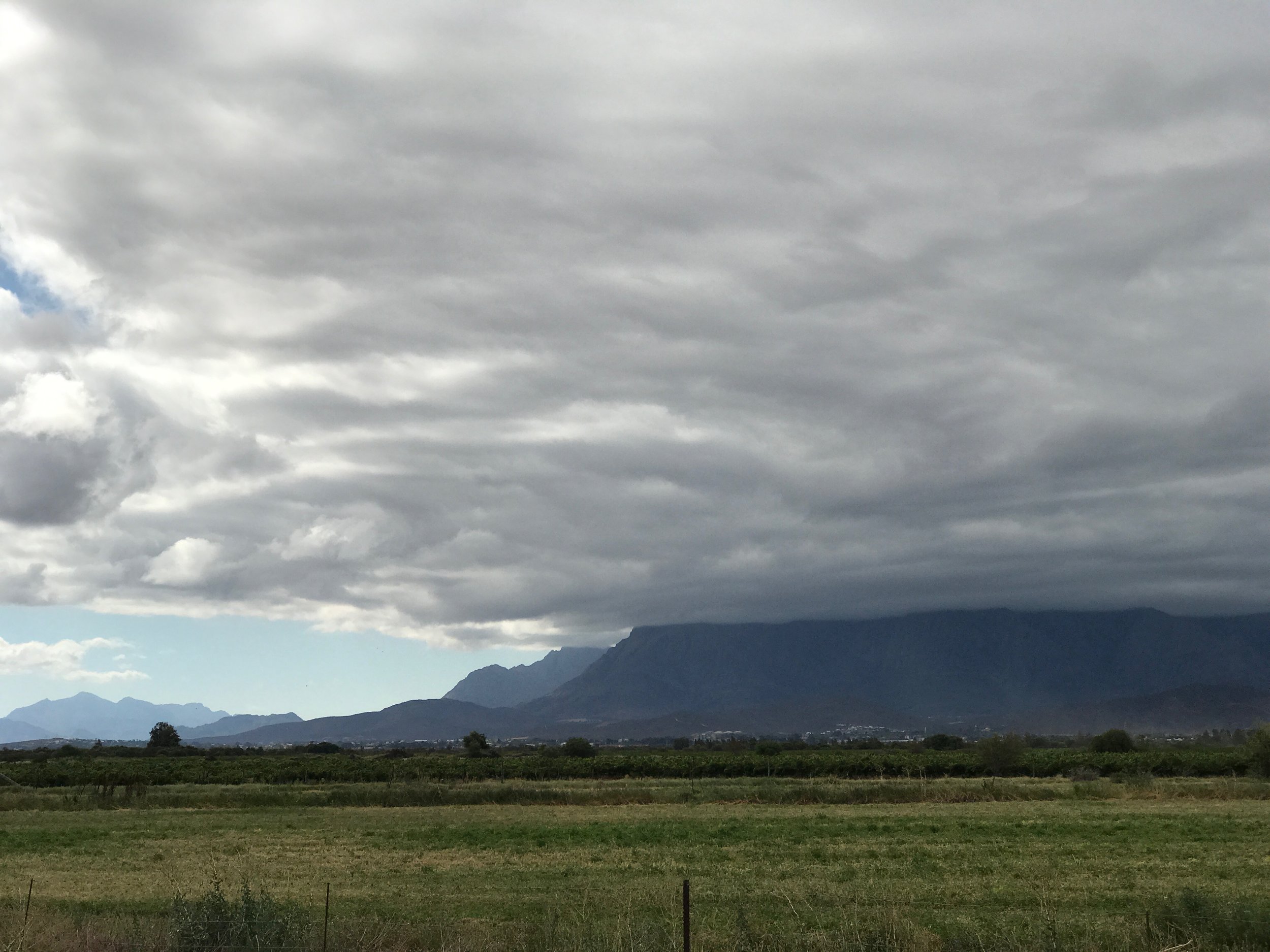 Miles of fynbos