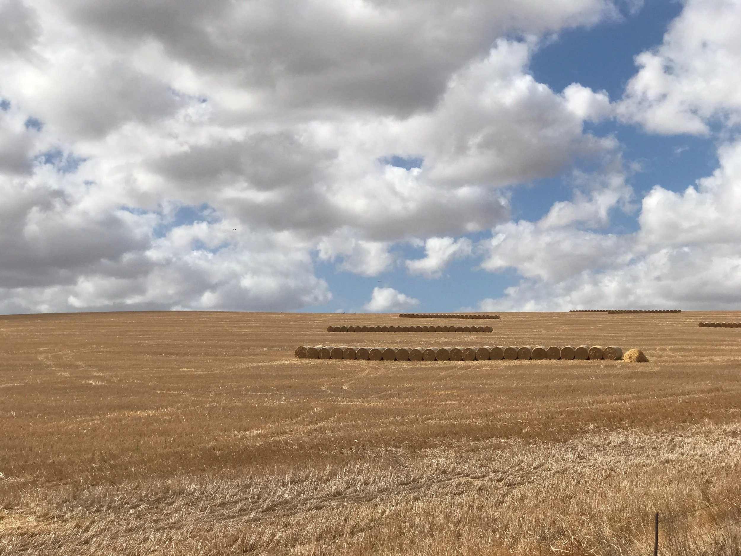 Wheatfields