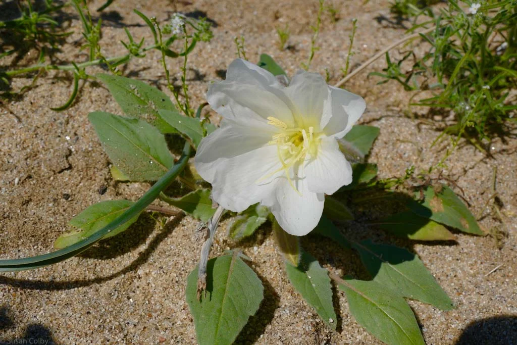 Dune Evening Primrose