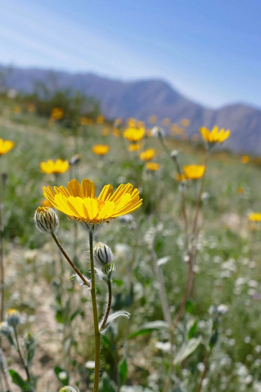 Desert Sunflower