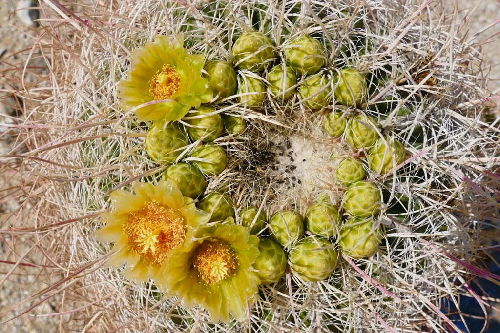 Desert Barrel Cactus