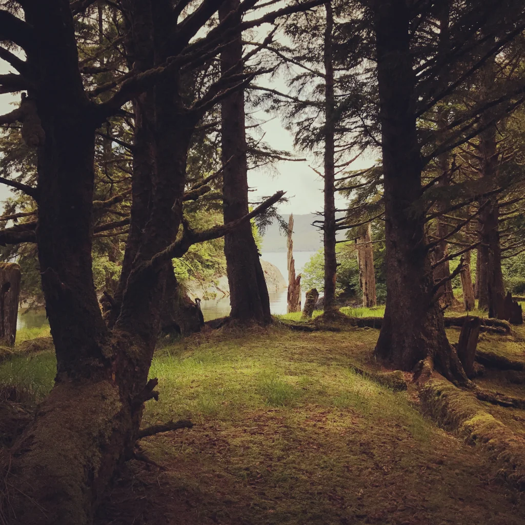  Magical forest 