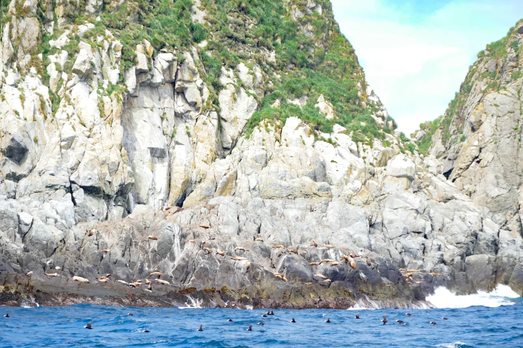  Puffins! 