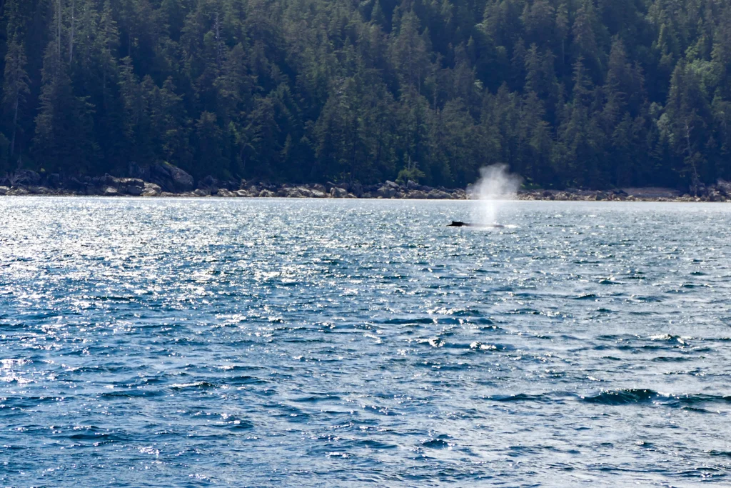  Thar she blows! A humpback whale 