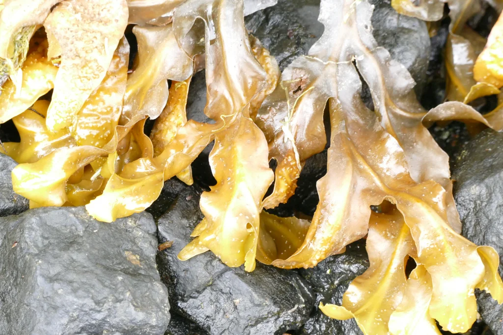  Sea weed 