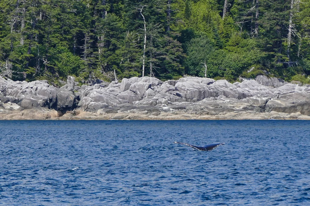  Whale tail 