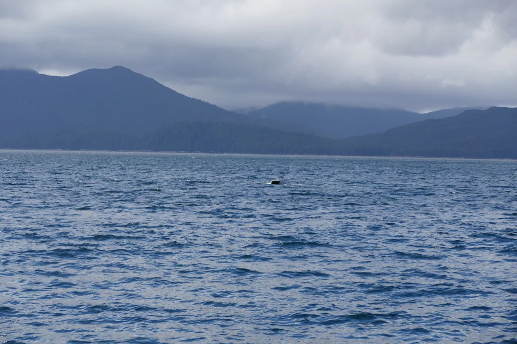  Whale tail 
