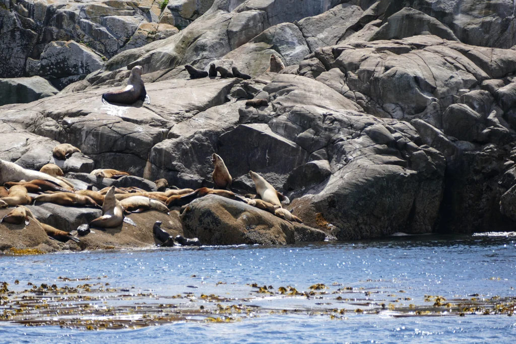  Stellar sea lions 
