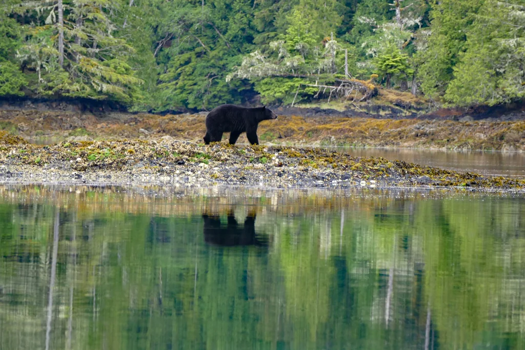  Haida Gwaii black bear 