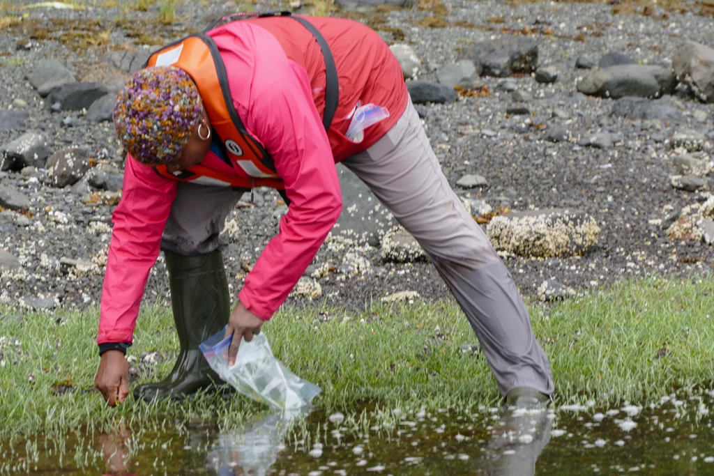  Natasha harvesting sea asparagus 