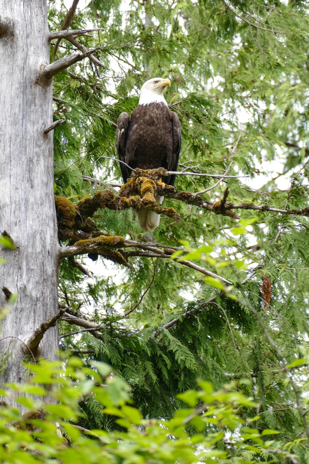  King of the forest 